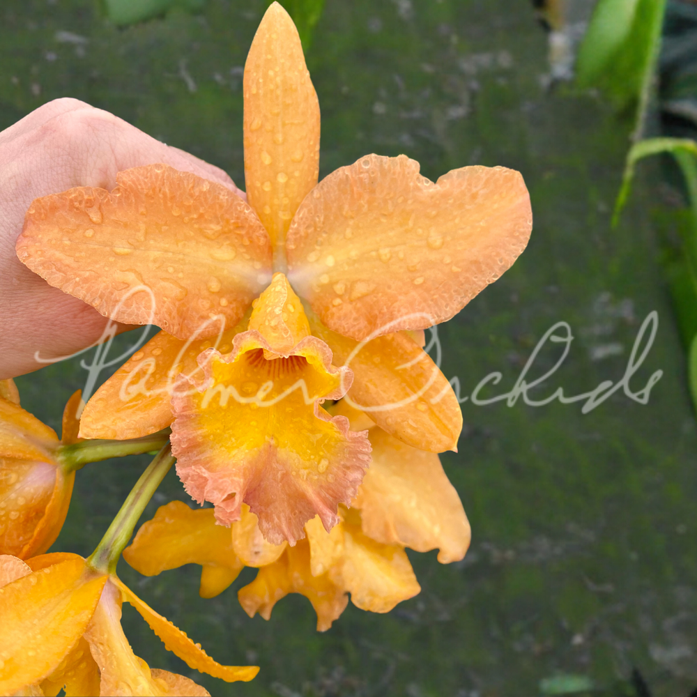 Rth. Palmer's Alimony — Palmer Orchids Rth. Palmer's Alimony — Palmer Orchids